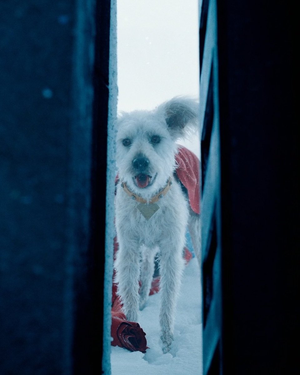#JamesGunn’s #Superman is a hit—but #Krypto the #dog stole the show and sparked a 163% surge in “adopt a dog near me" searches: l8r.it/BwgT #HELLOIndia #HELLOMagazine