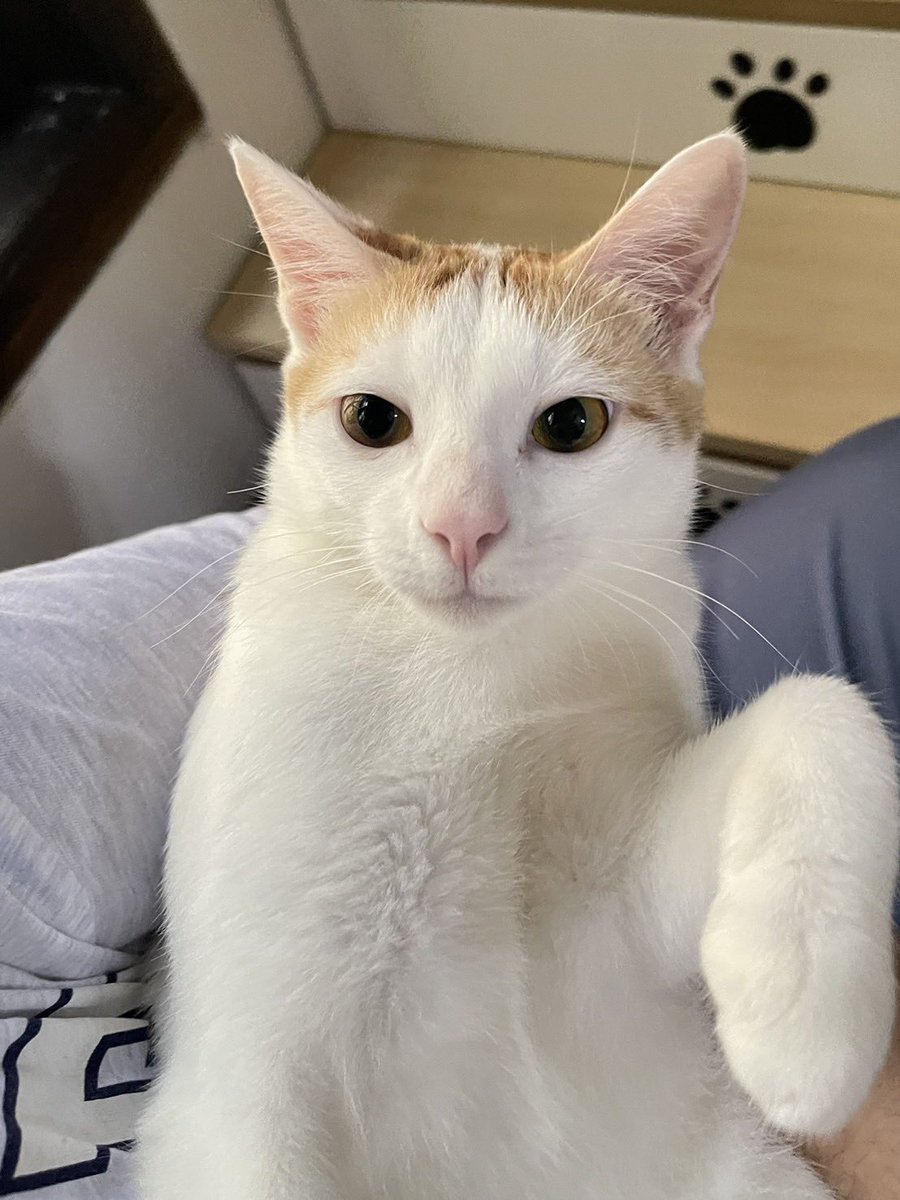 Pico🦁N Krucils tweet media