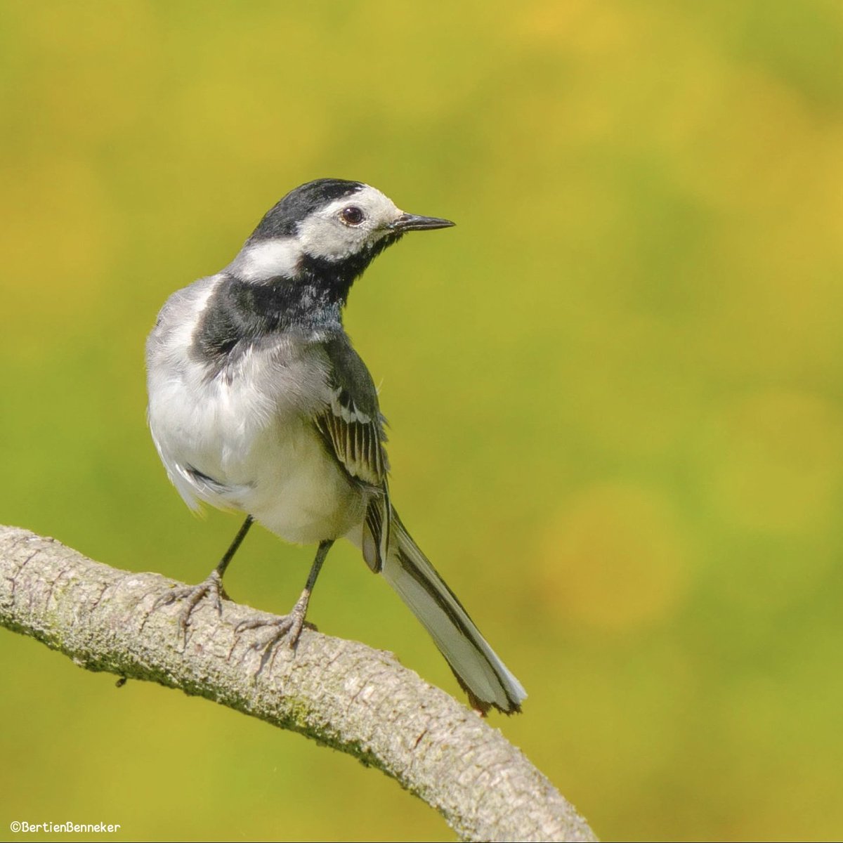 Weekend staat voor de deur, voor iedereen een fijn weekend #wittekwikstaart 🍀