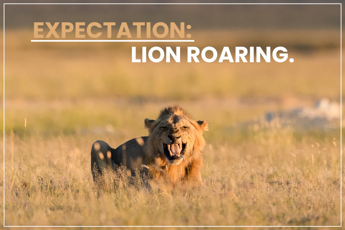 TOEHOLD_TP's tweet image. Safari tip:
Don’t chase the roar. Embrace the nap.
Sometimes, the lion IS the lesson.
#ToeholdPhotoTravel