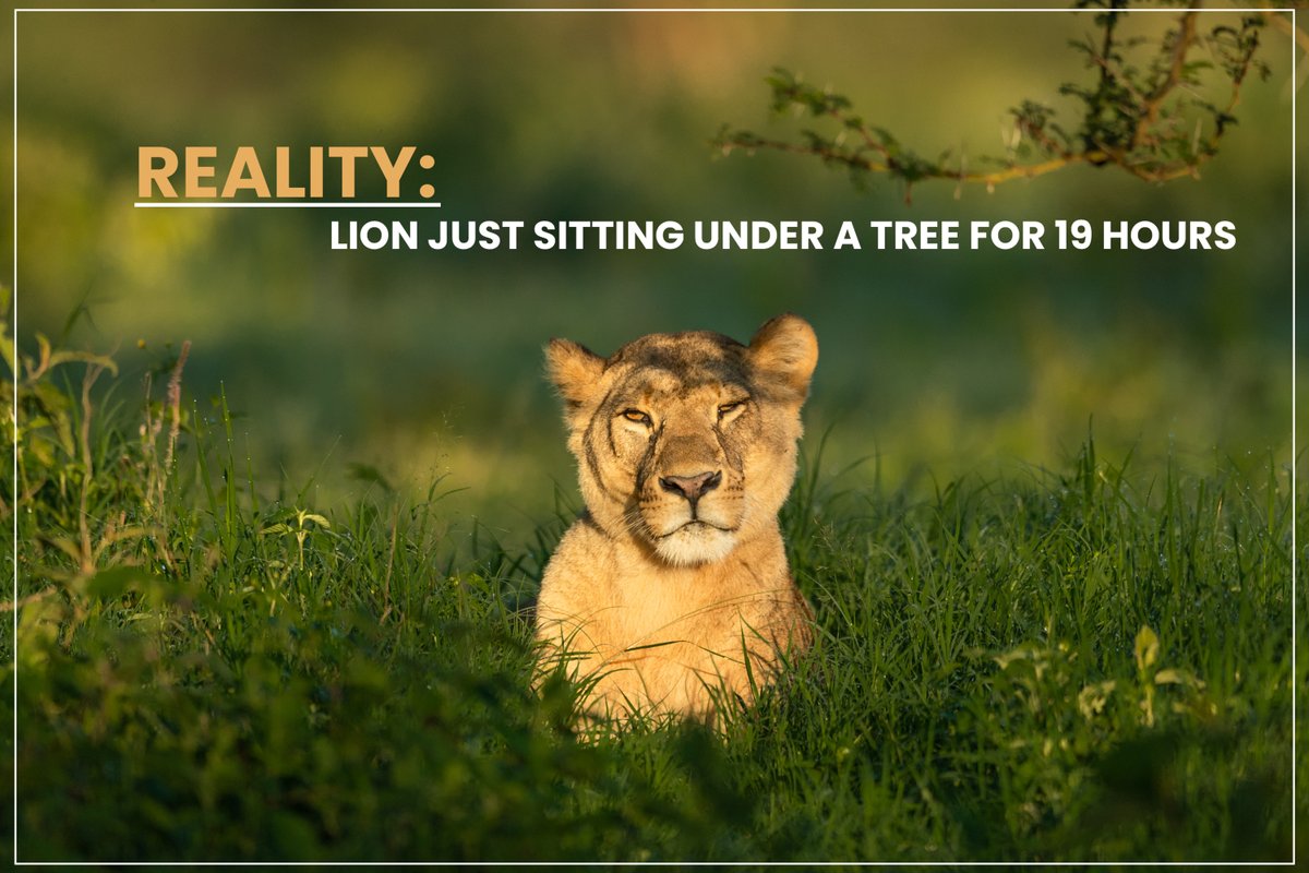 TOEHOLD_TP's tweet image. Safari tip:
Don’t chase the roar. Embrace the nap.
Sometimes, the lion IS the lesson.
#ToeholdPhotoTravel