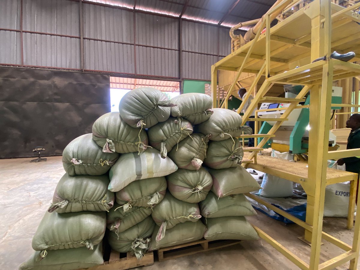 Muganzisecure's tweet image. For the last few years that I have been in the coffee  farming business there are a lot of things I have learnt but the two most important ones are be consistent and build a circle of trusted people around you those two principles are key in the coffee business
#YouthInCoffee