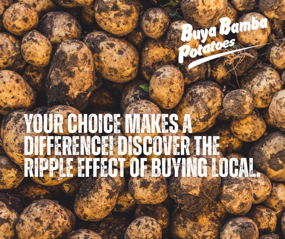 Your choice makes the difference! 🇿🇲
Discover the ripple effect of buying local. #Zambia #PotatoPerfection