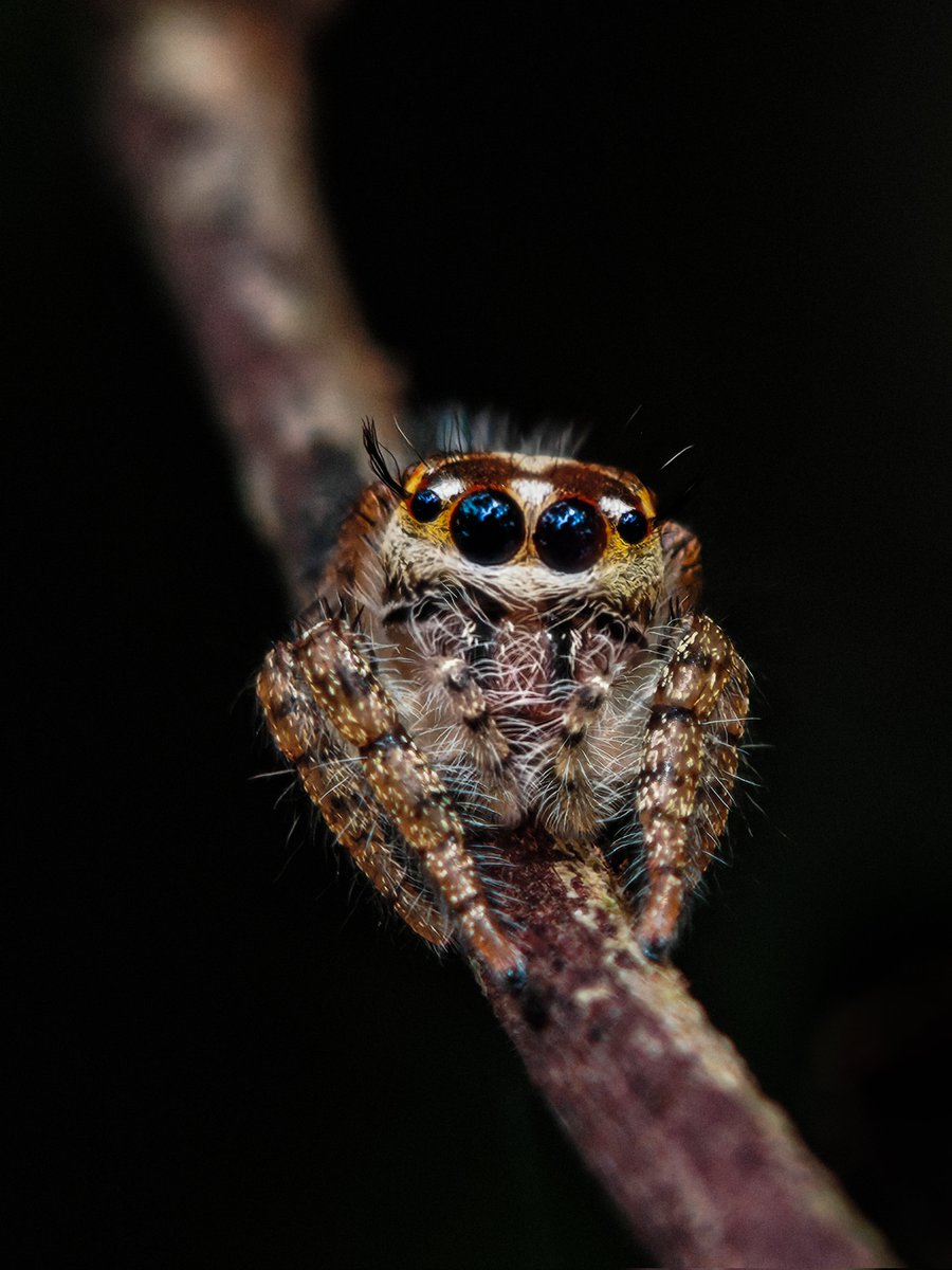 Ajeesh021997's tweet image. Tiny wonders, massive detail
With @nothing (3) #Nothing3 @nothingindia
#WithNothing #NothingPhone3
#ShotWithNothing #ShotOnSnapdragon @Snapdragon
@getpeid @AkisEvangelidis @Technerd_9