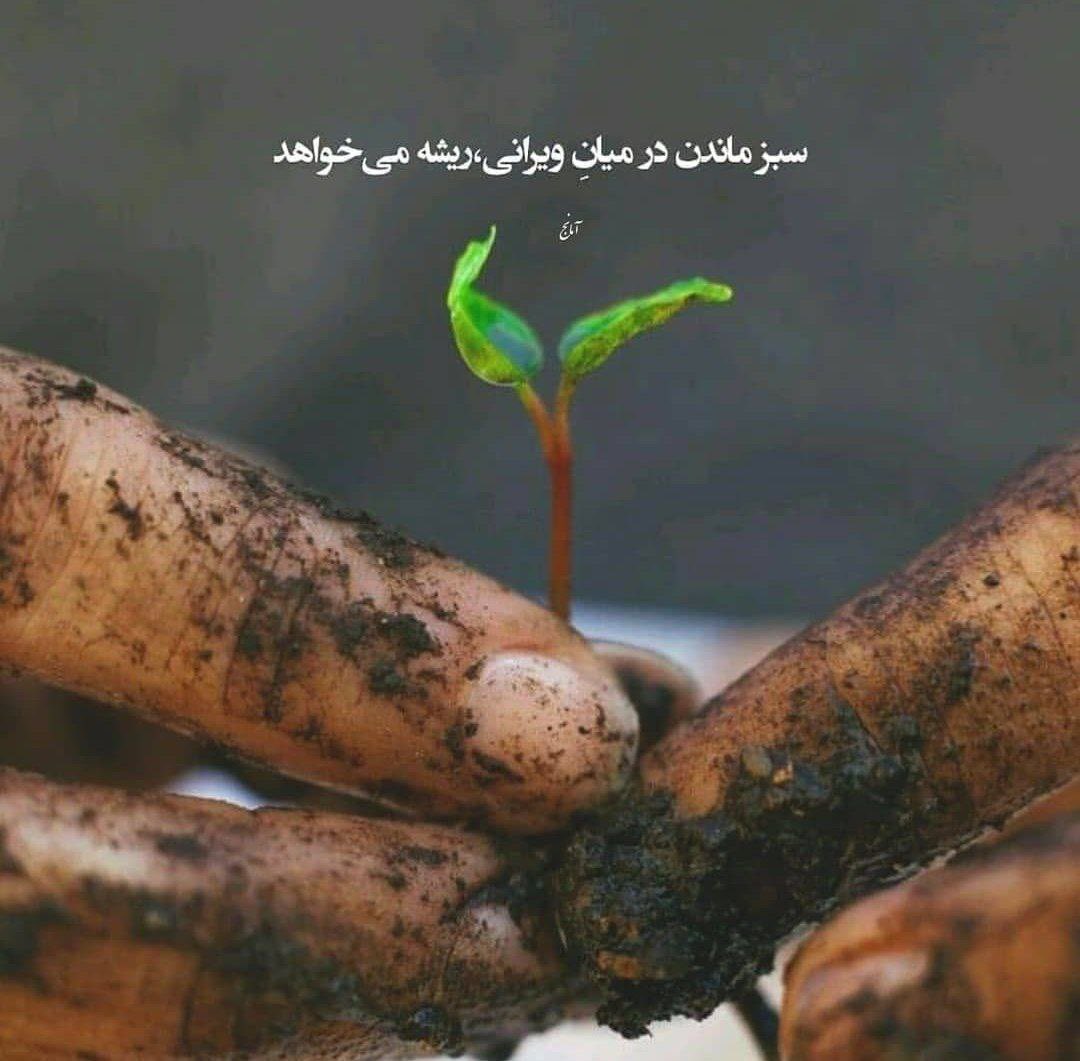 سبز ماندن در میانِ ویرانی،
ریشه میخواهد🍃
