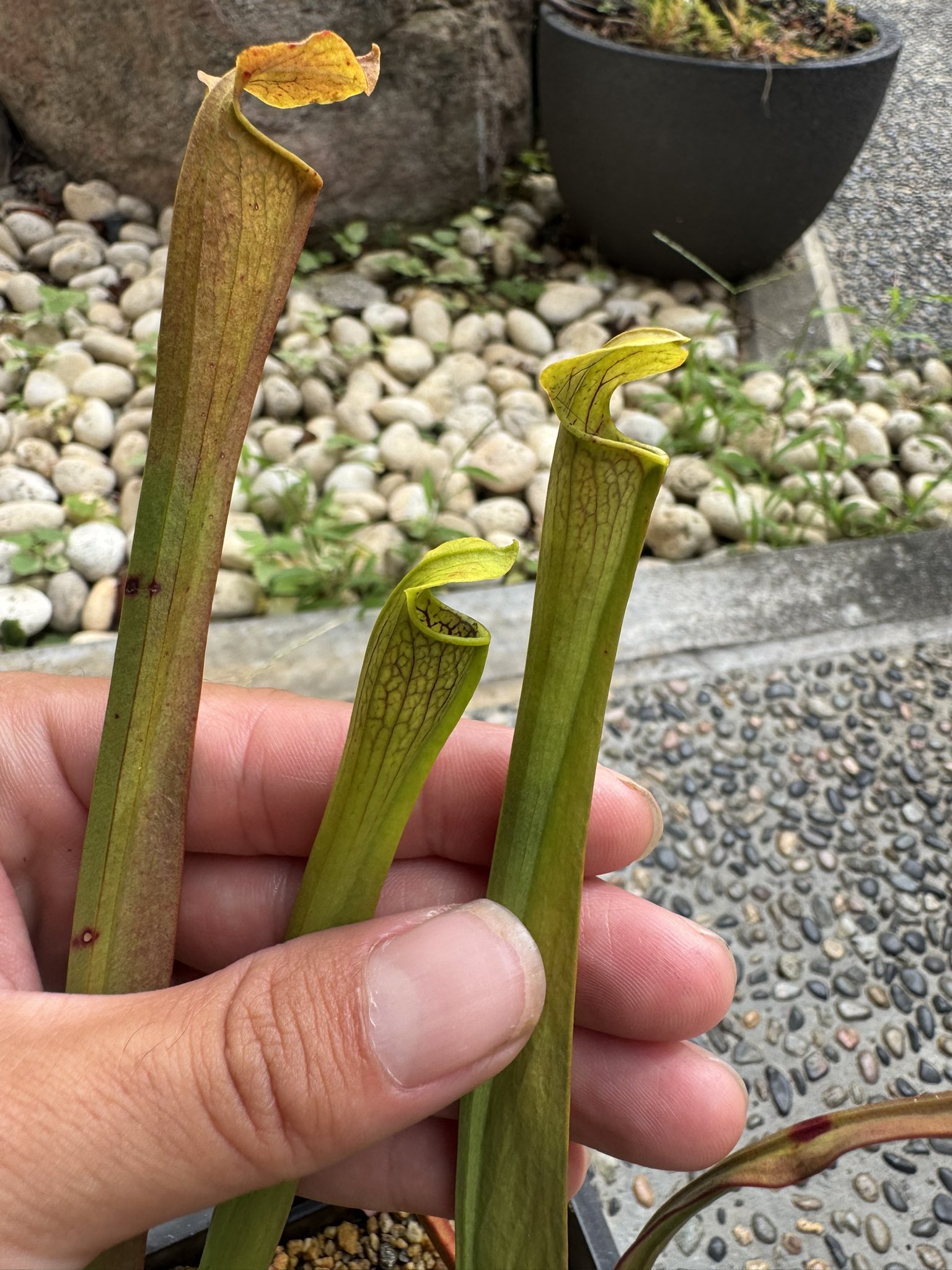 ロ*ス様 ラスト1台　600×300×300食虫植物・観葉植物・昆虫・爬虫類の飼 ラスト1台600×300×300食虫植物・観葉植物・昆虫・爬虫類の飼育