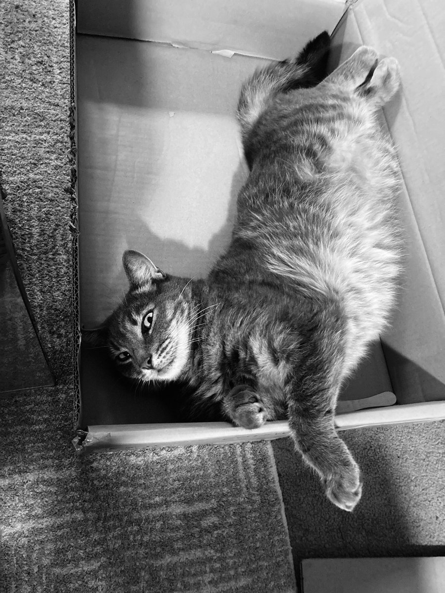 Rufus showing off his floofy belly. Happy #catsnoirfriday #jellybellyfriday xx