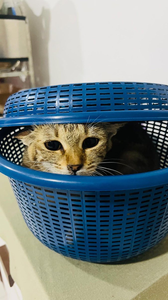 📌 SEMENYIH 

SWEETGIRL Michan . Looking for new parent. 8 months. Manja sangat budak ni. Tak takut orang. Suka menempel even dgn stranger. Panggil je dia "michaaannnnnnn" terus dia lentok2 dtg mengedik dgn kau.. lagi banyak panggil lagi dia suka. Talkative girliest meowww..