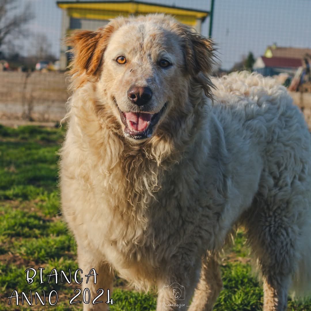 4zampeinvolo's tweet image. 🐾.💗.BIANCA CERCA UNA FAMIGLIA CHE SIA PER SEMPRE.💗.🐾
Allegra, curiosa e in cerca di amore: BIANCA non ha mai avuto una richiesta, non passate oltre e soffermatevi a leggere la sua storia.
📞 Per info e adozione:
📲 3792564110
📧 quattrozampeinvolo@gmail.com
💬 Mandaci un…