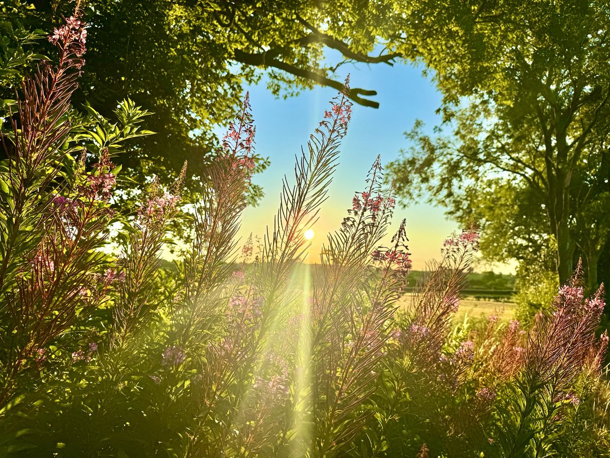 Aneedtopaint's tweet image. Final image from this morning’s walk, one of my favourite wild flowers that would usually represent the end of summer “Rosebay Willowherb.” It’s been early this year. #Shropshire #Nature