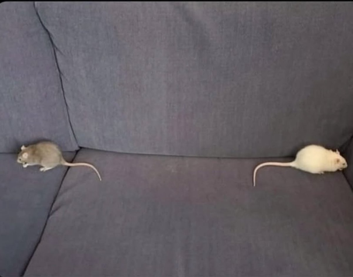 PHANTOMH1V's tweet image. we're not on squeaking terms