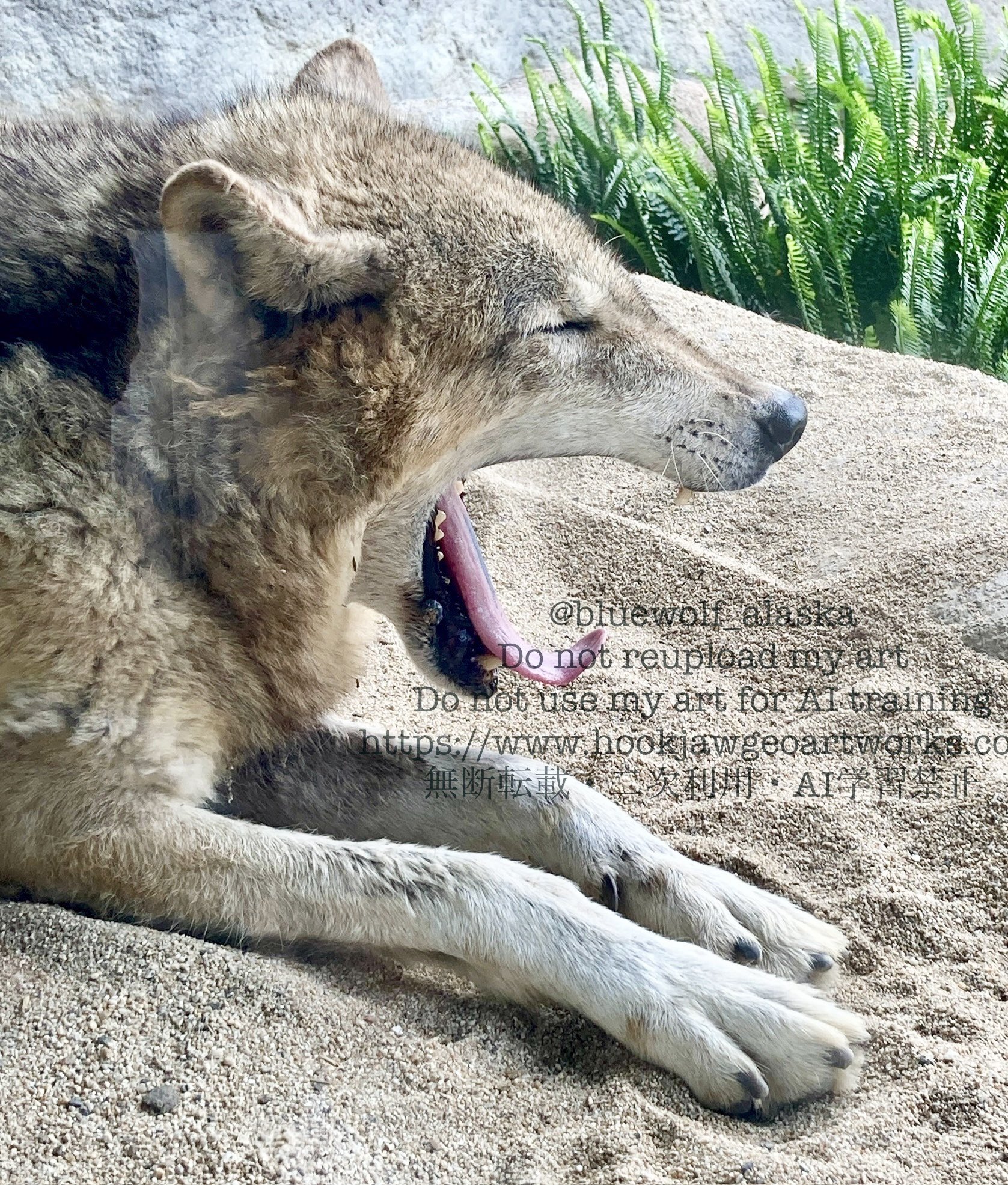GEOARTWORKS🐺10/11-14オオカミとっても大好き展11大阪中津くま
