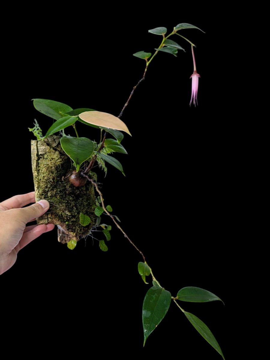希少着生ツツジ Ceratostema louicianae Ecuador Yahoo!オークション - Ceratostema louicianae Ecuador 南米着生