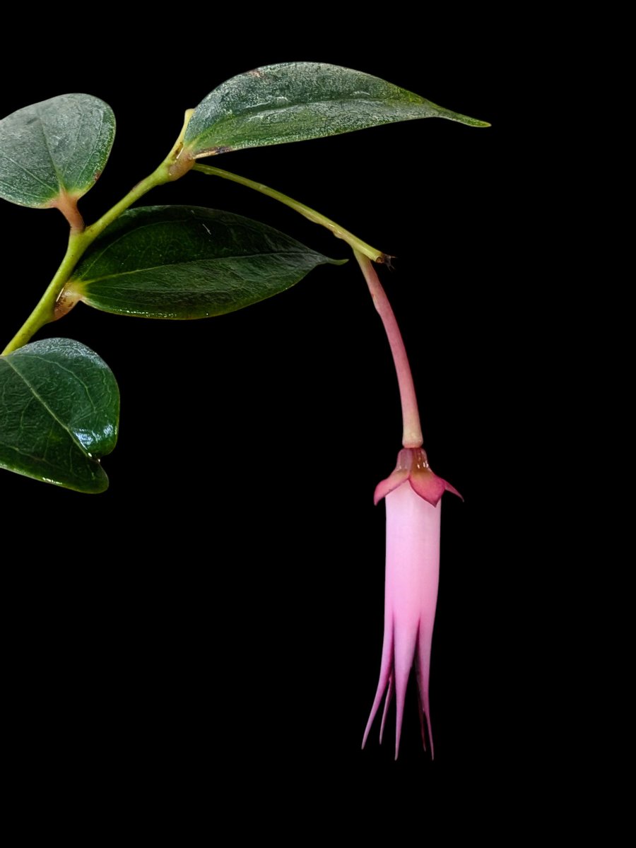 希少着生ツツジ Ceratostema louicianae Ecuador Yahoo!オークション - Ceratostema louicianae Ecuador 南米着生