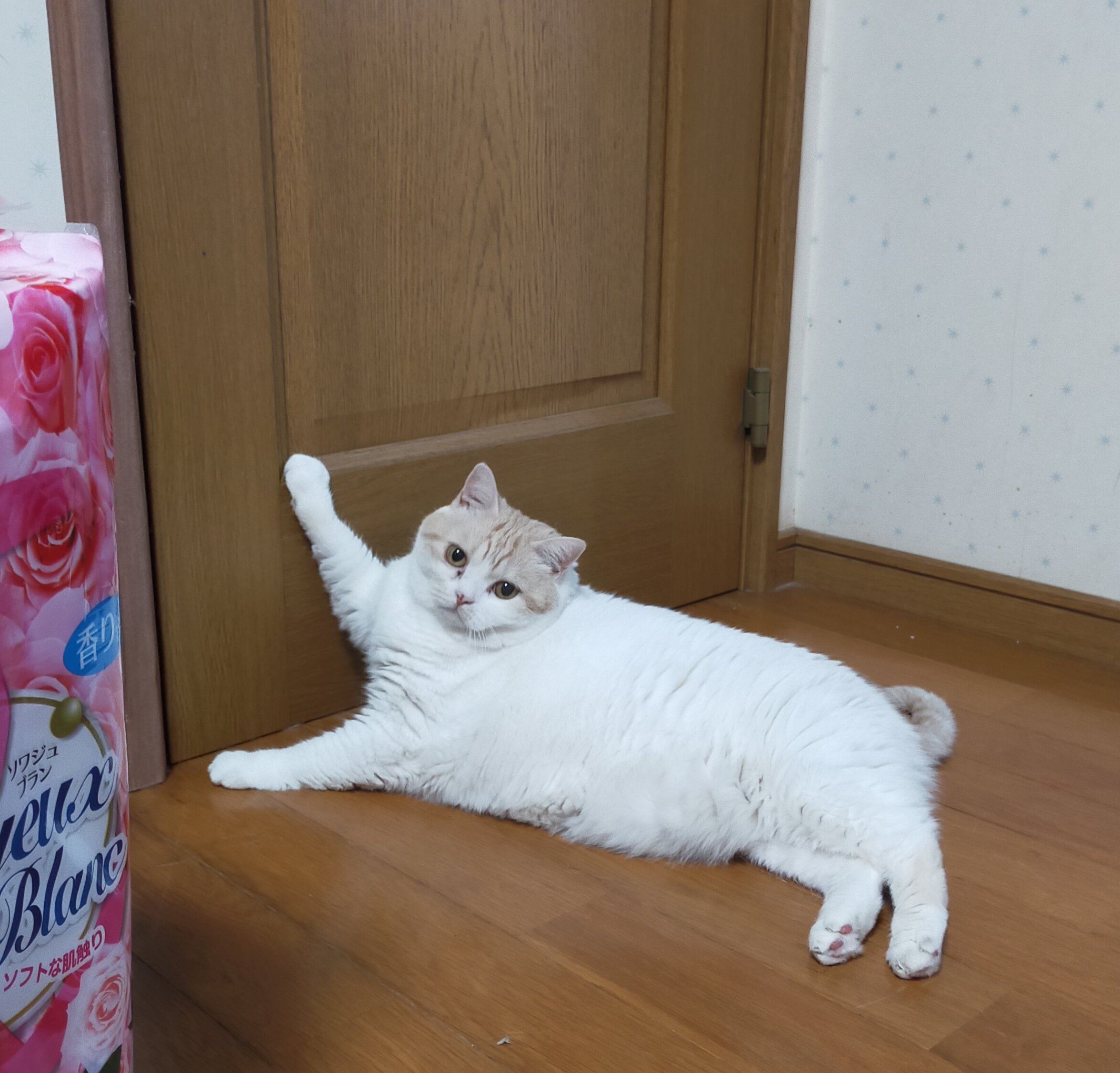 まさまさ(猫) on X: 