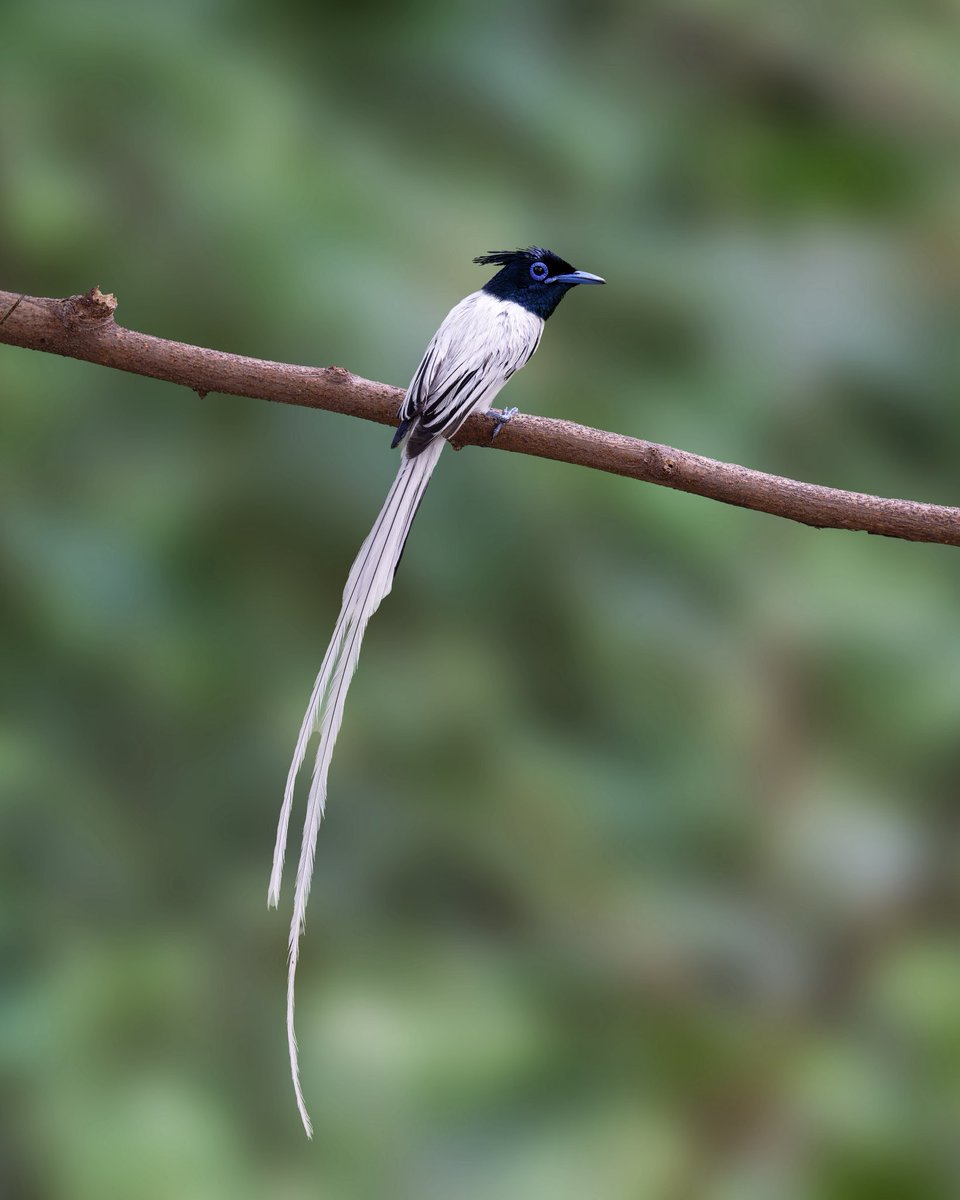 NatureattheBest's tweet photo. A vision in motion — the Indian Paradise Flycatcher glides like a dream with its flowing tail and graceful charm. 🤍🕊️

#birdphotography #avianbeauty #birdwatching #birdsofindia #BirdsUp #natureatthebest #birds https://t.co/zntzDbFFy5