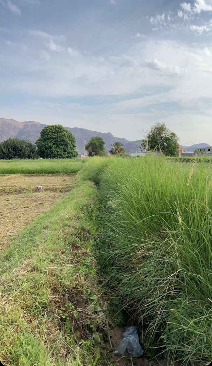 اللَّهُمَّ صَلِّ وسلم وبارك عَلَى نبينا مُحَمَّدٍ ﷺ

#محافظة_بدر 
#المدينة_المنورة