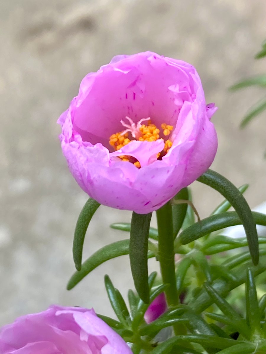 homoremore's tweet image. こんにちは。
ザーザー降りです。
昨日の夕方からよく降ります。