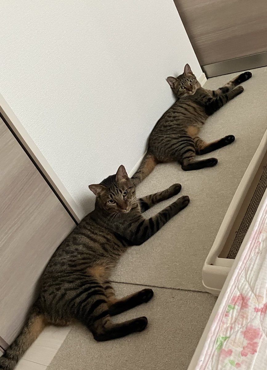t_miki0505's tweet image. 朝起きるとだいたい毎日こんな感じ☀️