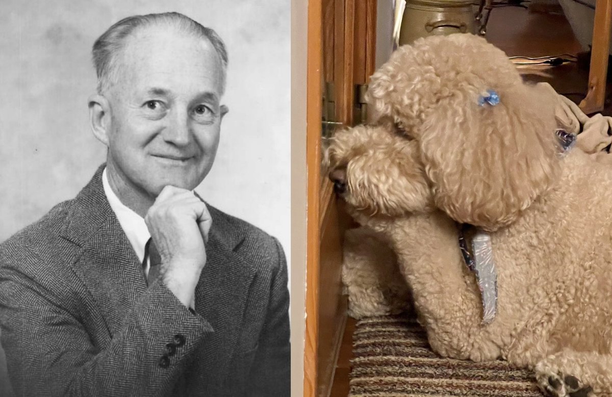 How the hell is this dog sitting like Walt Dalquest