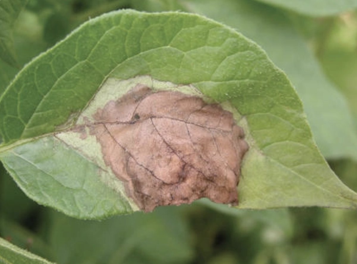 Karen Davidson (@karen4growers) on Twitter photo July 17: late this evening, ON vegetable specialist Dennis Van Dyk communicated that late blight in potatoes has been confirmed in Dufferin County. Take precautions with late blight-specific fungicides. Once identified, the strain will be published. <a href="/growernews/">The Grower</a> <a href="/Dennis_VanDyk/">Dennis Van Dyk</a> July 17: late this evening, ON vegetable specialist Dennis Van Dyk communicated that late blight in potatoes has been confirmed in Dufferin County. Take precautions with late blight-specific fungicides. Once identified, the strain will be published. <a href="/growernews/">The Grower</a> <a href="/Dennis_VanDyk/">Dennis Van Dyk</a>