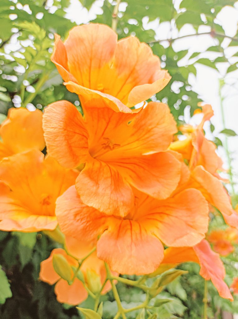 lily49547397's tweet image. 風と君を、待つ…🧡
#ネルソン・マンデラ国際デー 🌎
#光化学スモッグの日 💥
#防犯の日・三連休・華金
#素敵な奮闘途中の人々🕊️
#穏やか奮闘途中の日々💚