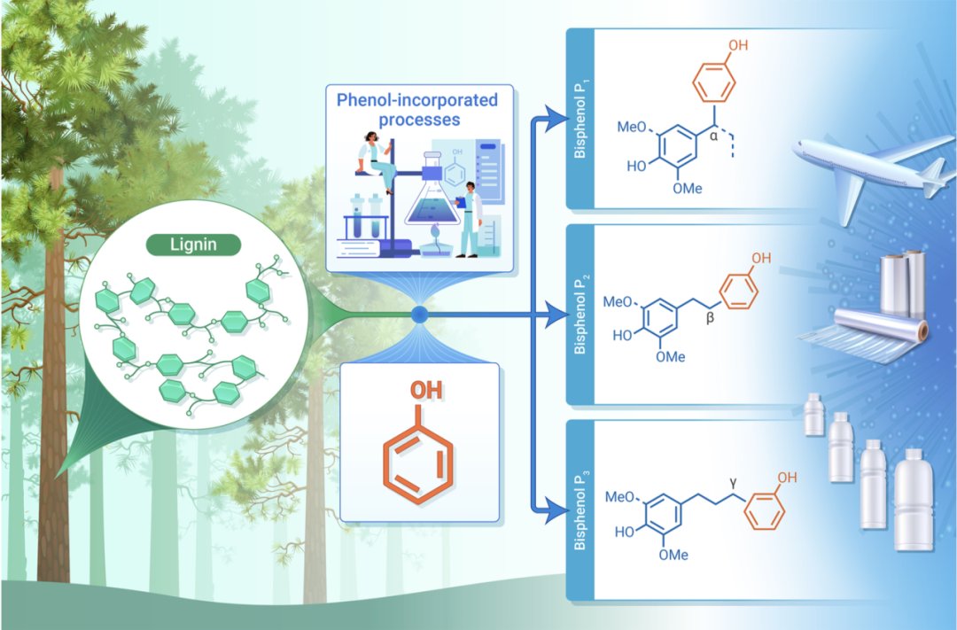 The_InnovationJ's tweet image. New in @The_InnovationJ! Manipulation of lignin condensation pathways to produce different bisphenols from biomass.
This study managed to unveil the underlying condensation pathways associated with the β–O–4 unit under neutral or weakly acidic conditions at elevated temperatures…