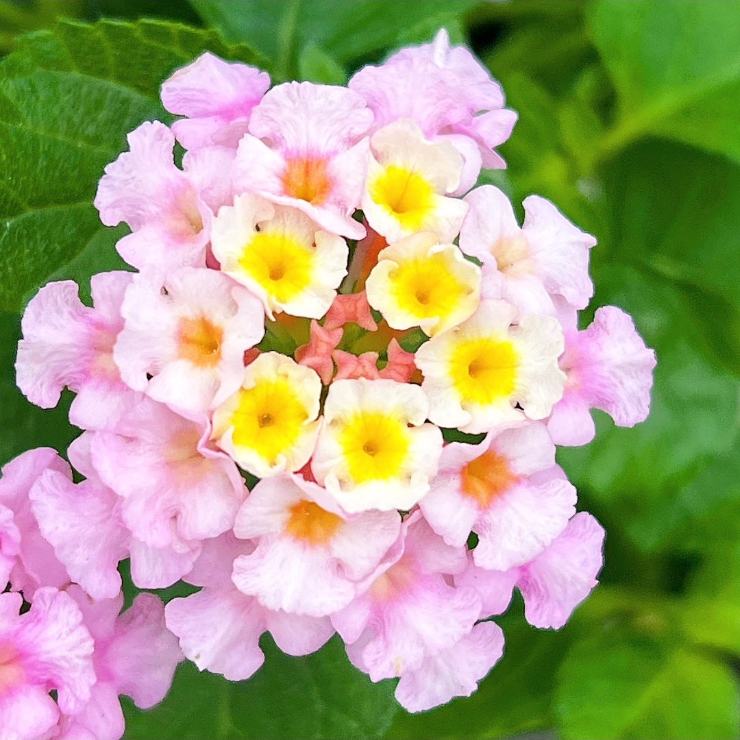 engeinet's tweet image. 【世界初】
完全不稔性のランタナ・ブルーミファイピンク💠こちらの品種は種ができません。なので花の寿命が従来のランタナよりも格別に長いですよ~。特に高温期での花持ちは抜群👏10度以上あれば繰り返し花を付けてくれます♪真夏のお庭にぴったりの植物ですね🌞(G)
engei.net/products/detai…