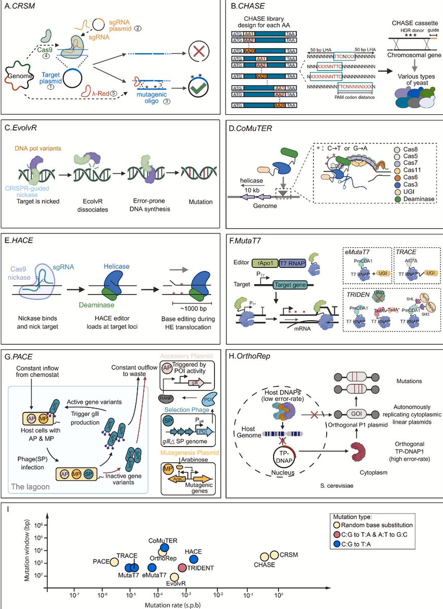 paperperday's tweet image. Beyond nature's clock:
Accelerating genomic diversity through hypermutation
Targeted mutagenesis technologies
sciencedirect.com/science/articl…
