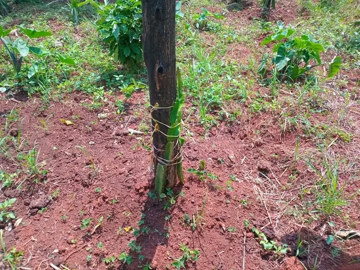 U_E_C_O's tweet image. Organic farming offers a wealth of benefits for both the environment and human well-being, according to the Sierra Club. By prioritizing natural processes and avoiding synthetic inputs, it provides a sustainable alternative to conventional agriculture.
UECO
