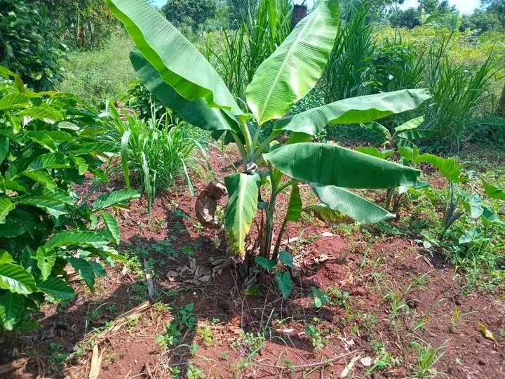 U_E_C_O's tweet image. Organic farming offers a wealth of benefits for both the environment and human well-being, according to the Sierra Club. By prioritizing natural processes and avoiding synthetic inputs, it provides a sustainable alternative to conventional agriculture.
UECO
