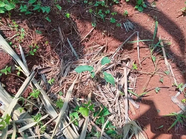 U_E_C_O's tweet image. Organic farming offers a wealth of benefits for both the environment and human well-being, according to the Sierra Club. By prioritizing natural processes and avoiding synthetic inputs, it provides a sustainable alternative to conventional agriculture.
UECO
