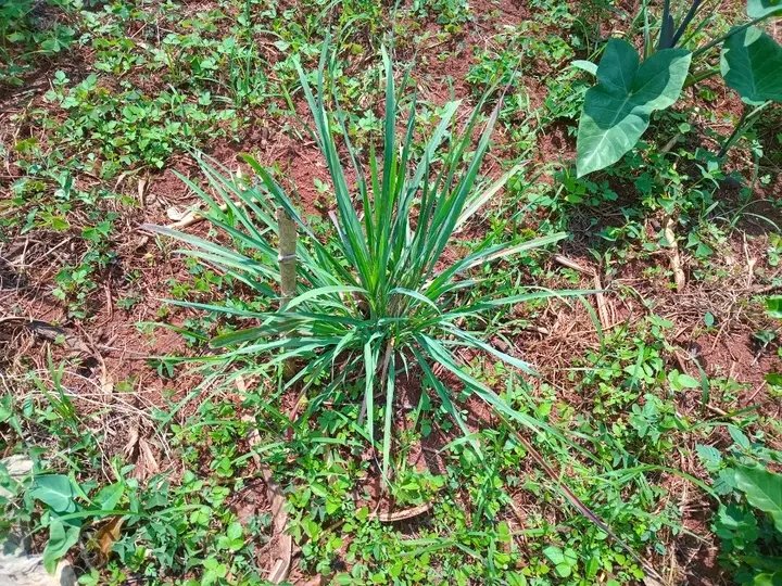 U_E_C_O's tweet image. Organic farming offers a wealth of benefits for both the environment and human well-being, according to the Sierra Club. By prioritizing natural processes and avoiding synthetic inputs, it provides a sustainable alternative to conventional agriculture.
UECO