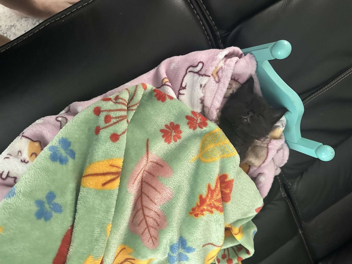 new kitten what should i name it ? 🤗