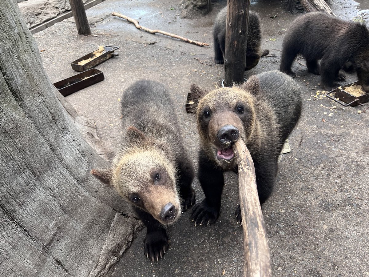 bearpark_jp's tweet image. ルカ(右)「この木噛みごたえあるなあ、ちょうだい!」
アイナ(左)(私も欲しいなあ…)
#アイナ #ルカ #おもちゃは譲り合いで #のぼりべつクマ牧場 #クマ牧場 #登別 #エゾヒグマ #北海道
#noboribetsubearpark #noboribetsu #brownbear #hokkaido