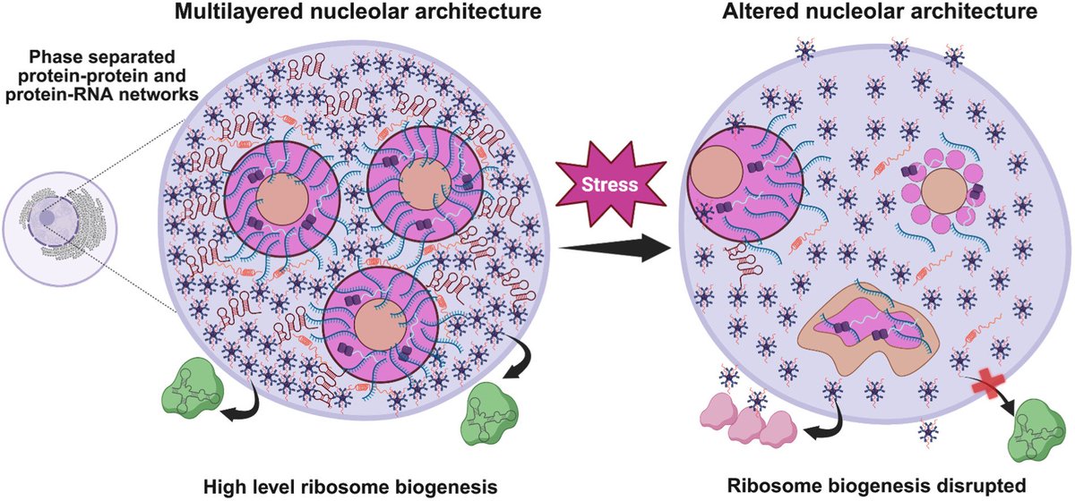 Samrat Mukhopadhyay (@samratlabmohali) on Twitter photo What an excellent review article by my former PhD student, Priyanka Dogra <a href="/PriyankaDogra07/">Priyanka Dogra</a>, with <a href="/kriwacki/">Kriwacki Lab</a> <a href="/StJudeResearch/">St. Jude Research</a> on "Phase separation via protein-protein and protein-RNA networks coordinates ribosome assembly in the nucleolus" published in BBA.
doi.org/10.1016/j.bbag… What an excellent review article by my former PhD student, Priyanka Dogra <a href="/PriyankaDogra07/">Priyanka Dogra</a>, with <a href="/kriwacki/">Kriwacki Lab</a> <a href="/StJudeResearch/">St. Jude Research</a> on "Phase separation via protein-protein and protein-RNA networks coordinates ribosome assembly in the nucleolus" published in BBA.
doi.org/10.1016/j.bbag…