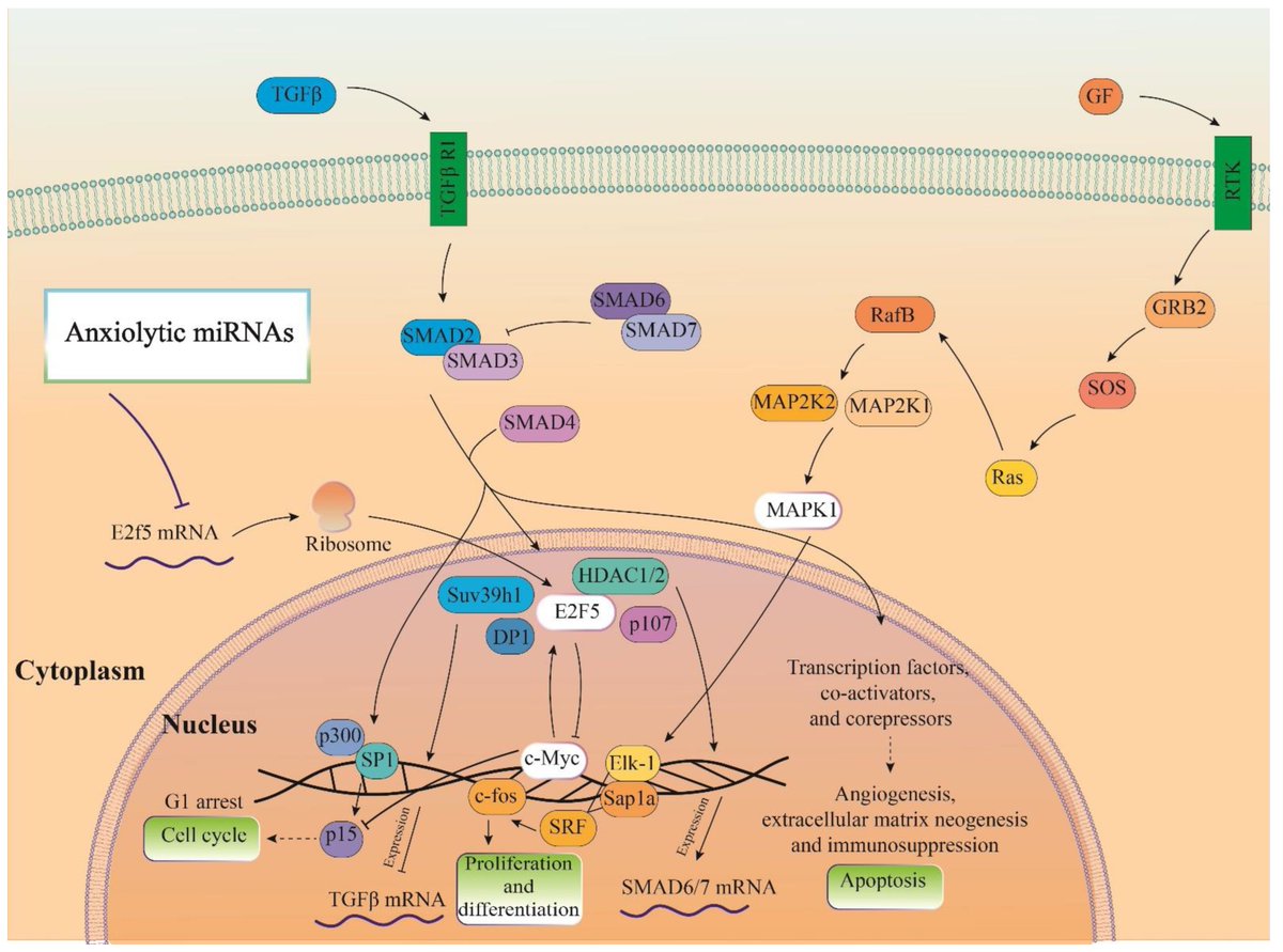 Biomol_MDPI's tweet image. #HighlyAccessedPaper
"MAPK Is a Mutual Pathway Targeted by Anxiety-Related miRNAs, and E2F5 Is a Putative Target for Anxiolytic miRNAs" by Javad Amini, et al.
Cited 5 times | Viewed 2701 times
Read now ➡️ brnw.ch/21wUeBo
#Anxiety #Depression #microRNA #MAPKPathway