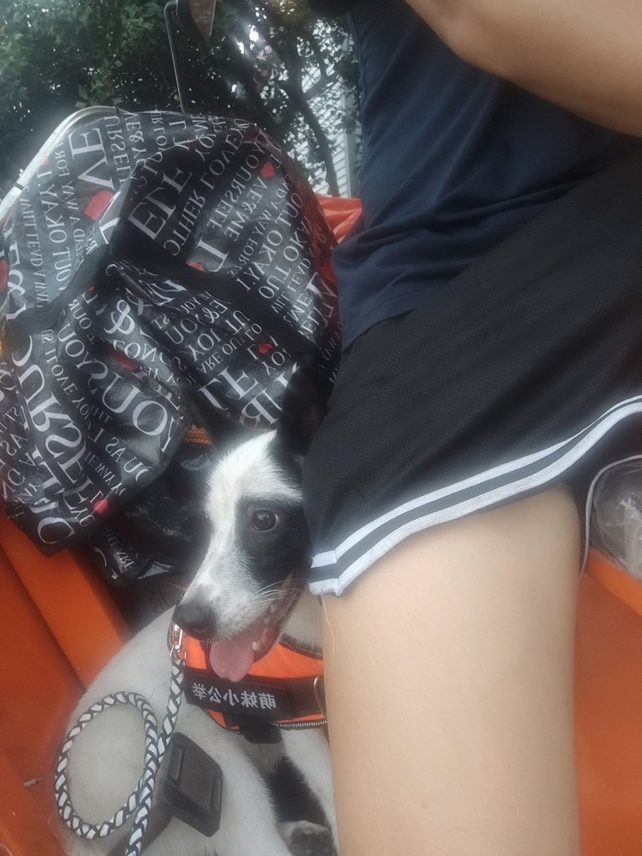 狗为什么要跟我一起流浪，原来我也是一只流浪狗呀！