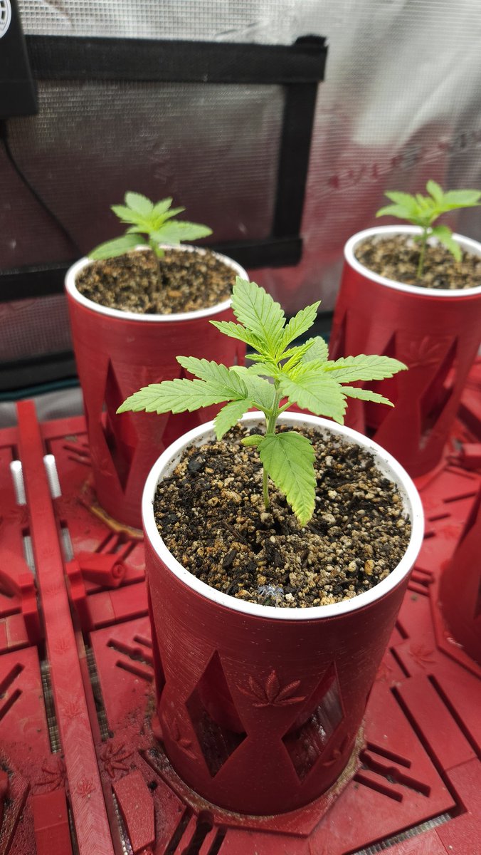 DFDredd's tweet image. Skank1 solo grow