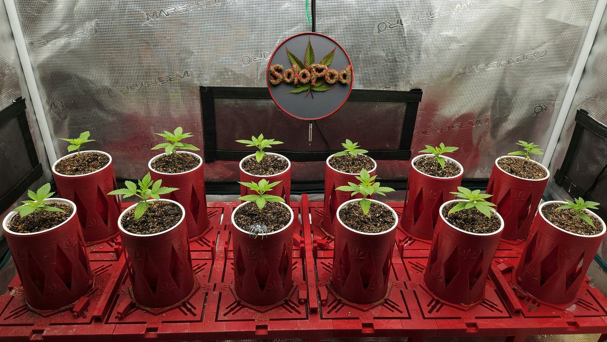 DFDredd's tweet image. Skank1 solo grow