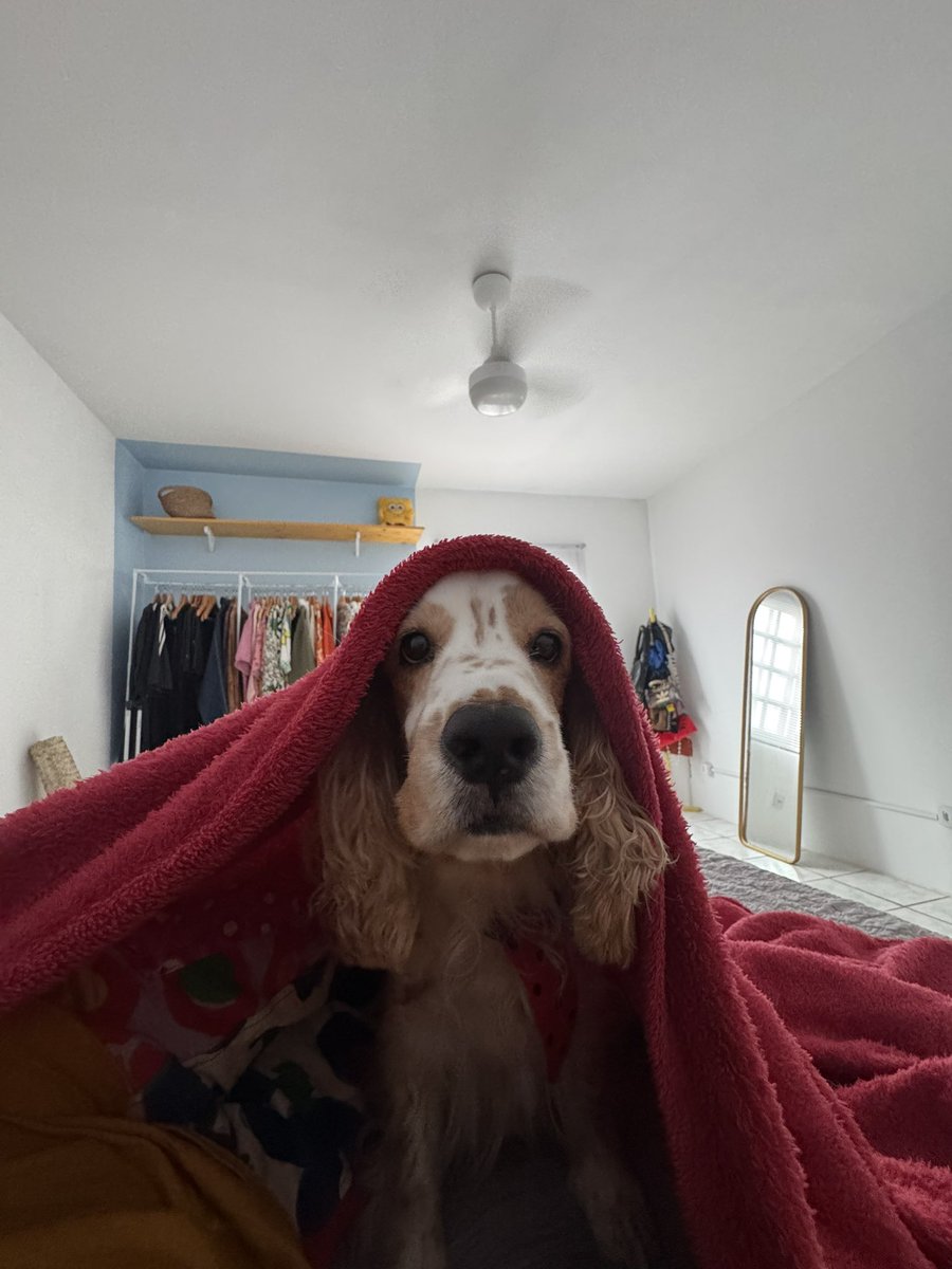 OCleidson's tweet image. as vezes eu fico parado olhando para Whey e tentando entender porque eu amo tanto ele sendo que não conversa comigo, não estuda, não trabalha, mija, caga e não limpa nada, deixa minha cama e o sofá cheio de pelos e ainda me acorda cedo pedindo carinho e latindo horrores 😂
