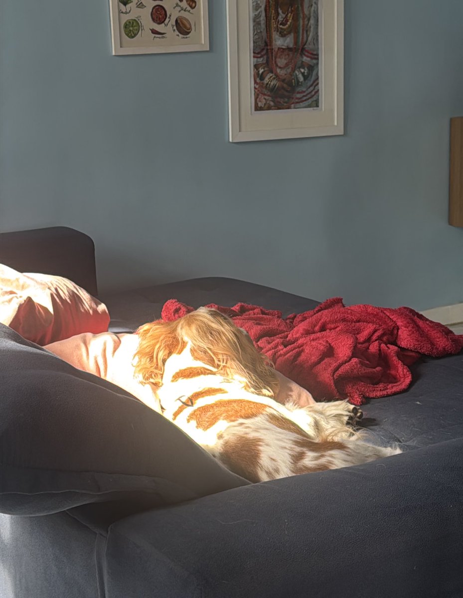 OCleidson's tweet image. as vezes eu fico parado olhando para Whey e tentando entender porque eu amo tanto ele sendo que não conversa comigo, não estuda, não trabalha, mija, caga e não limpa nada, deixa minha cama e o sofá cheio de pelos e ainda me acorda cedo pedindo carinho e latindo horrores 😂