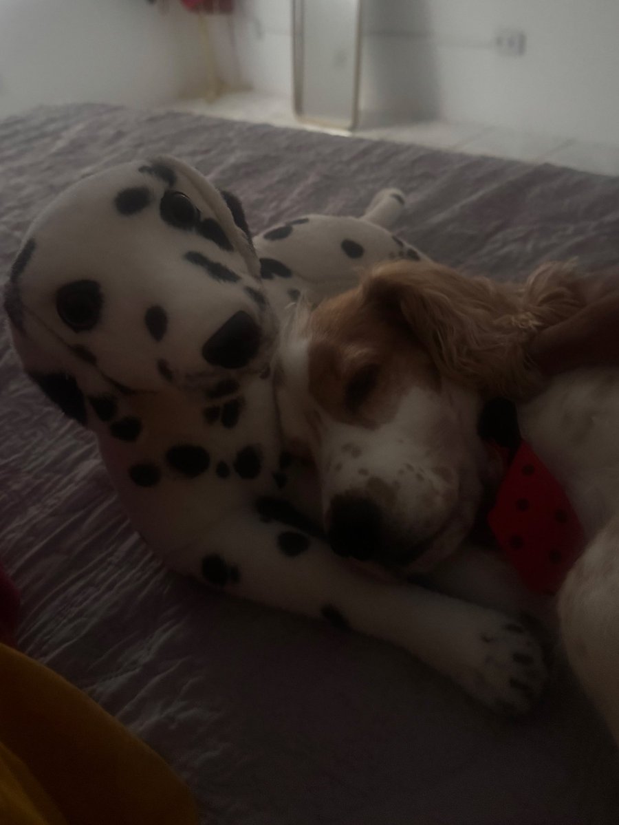 OCleidson's tweet image. as vezes eu fico parado olhando para Whey e tentando entender porque eu amo tanto ele sendo que não conversa comigo, não estuda, não trabalha, mija, caga e não limpa nada, deixa minha cama e o sofá cheio de pelos e ainda me acorda cedo pedindo carinho e latindo horrores 😂