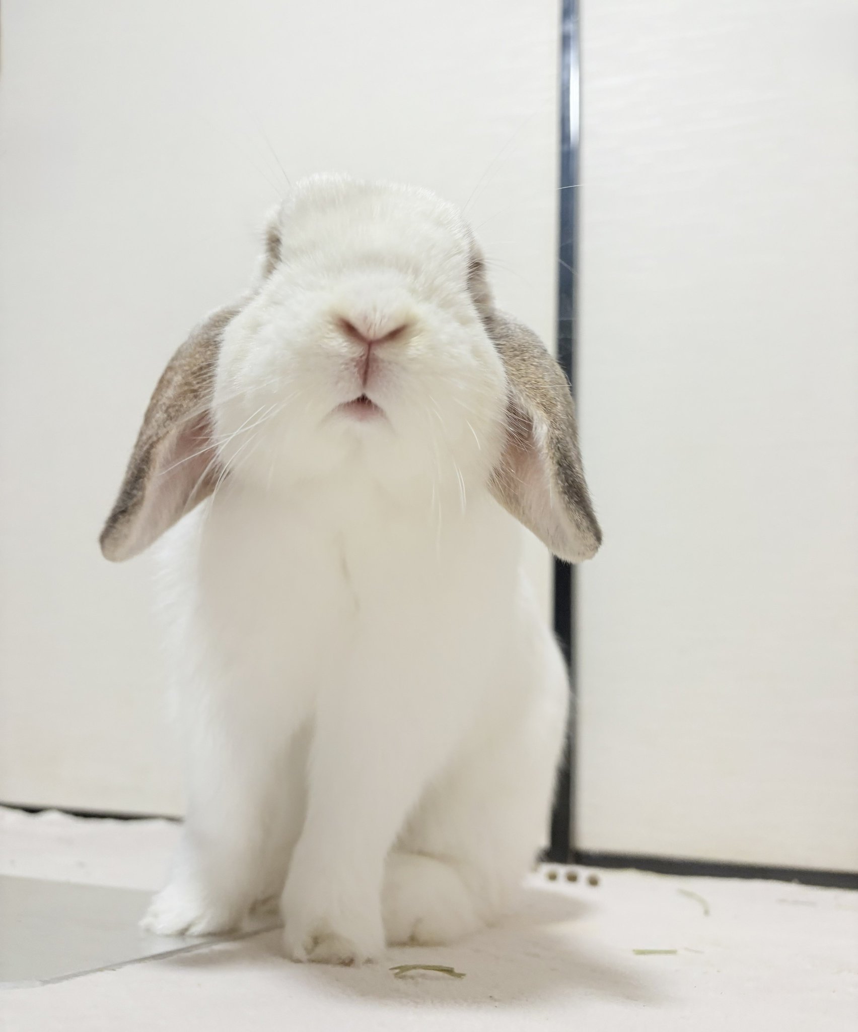 ♡うさぎ様♡専用ページ♡ わたがしうさぎのめるち on X: 