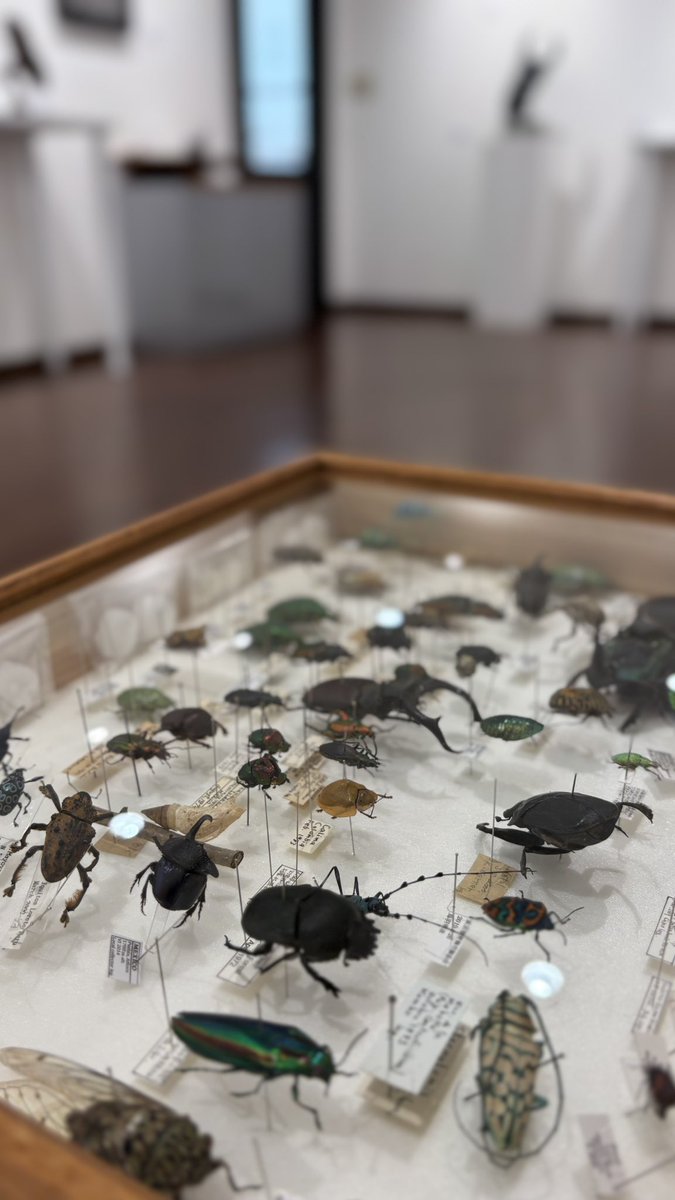 insects_6464's tweet image. INSECTS展は会期残り2日です!
佐藤正和重孝さんの標本コレクションも公開中です🌟(スタッフ)
【INSECTS】
7/4(金)~19(土) ※日・月休廊
10:30-18:30
📍SASAI FINE ARTS(銀座)
sasaifinearts.com