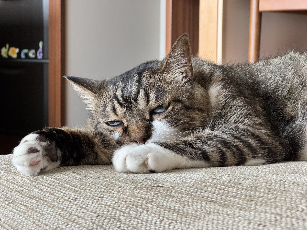 poncho_neko's tweet image. 朝から大仕事したから、眠気がにゃお…💤