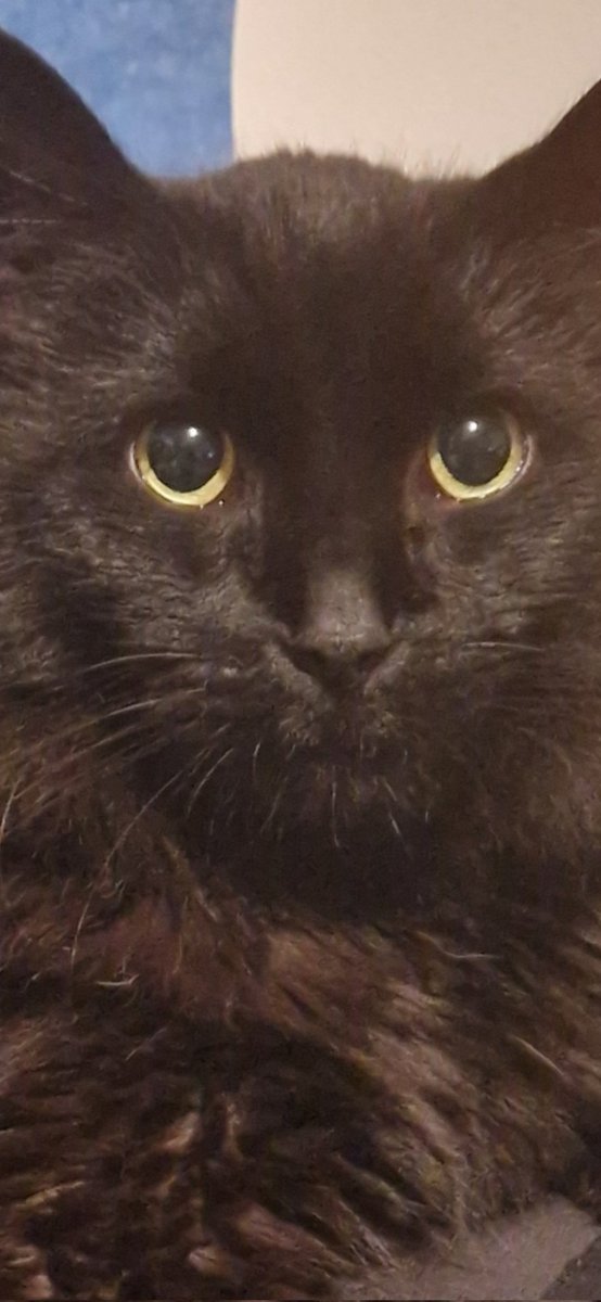 Kitchiki's tweet image. I took the ugliest photo of @PrismPaws cat