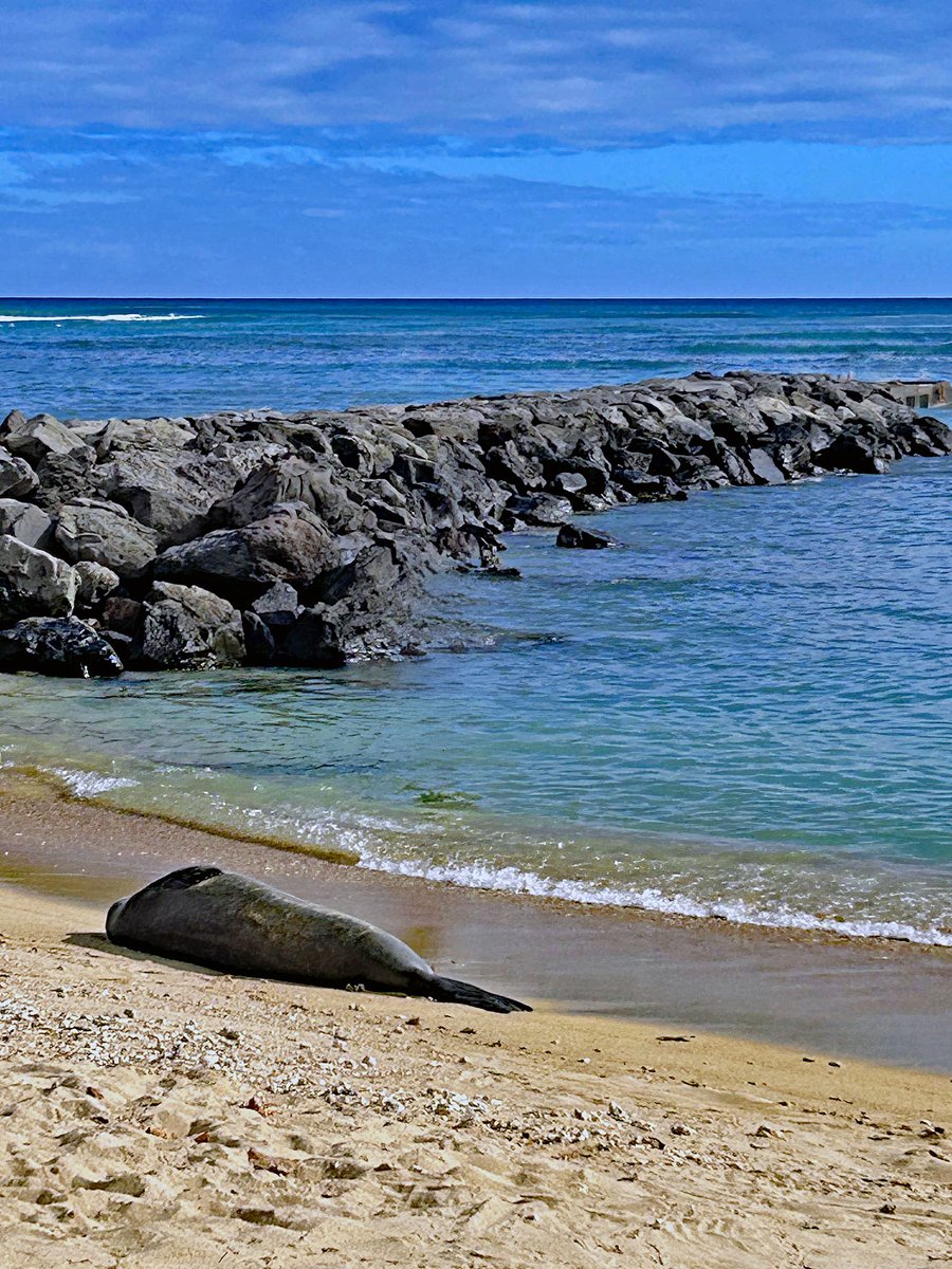 joeyartist's tweet image. Endangered Hawaiian monk seal. Ft. DeRussey beach.