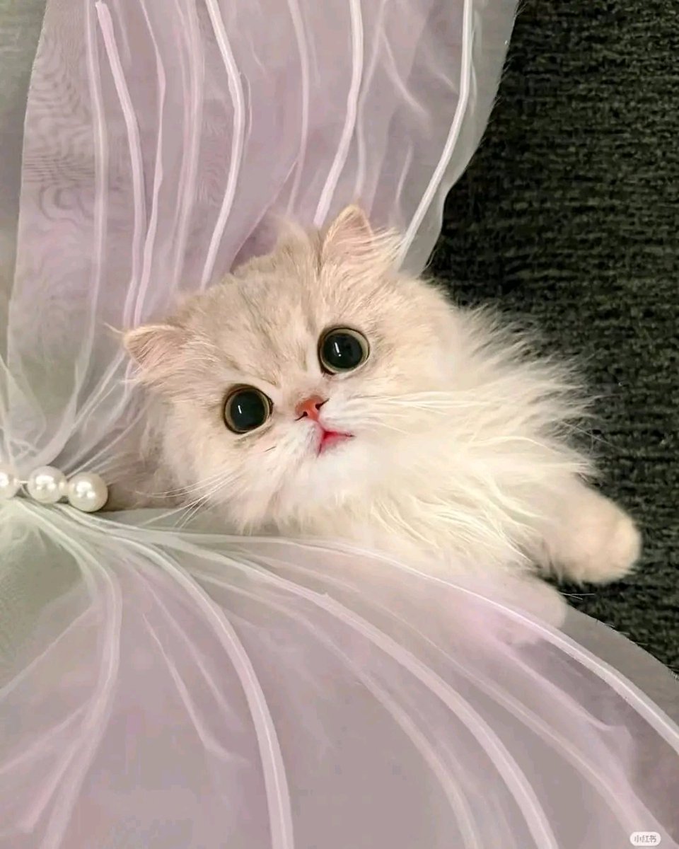 PochaSele1's tweet image. I Am Fairy 🥰