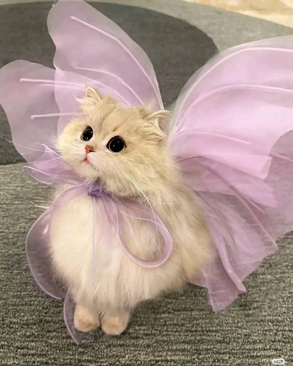 PochaSele1's tweet image. I Am Fairy 🥰